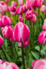 Flowers with water rain drops