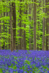 Famous forest Hallerbos in Brussels Belgium