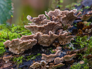 Fungi on the trees with moss