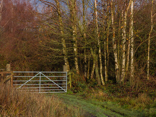 Path through the gate and guards of silver birch