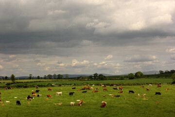 Obraz premium bel élevage de vaches