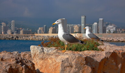 Two seagulls standing on a rock looking at a cloudy city.