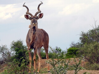 Kudu silhouetted against the sky