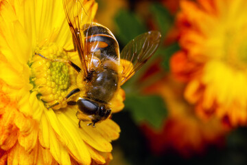 the bee collects pollen sitting on a flower