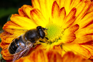 the bee collects pollen sitting on a flower