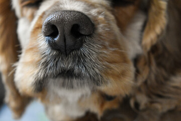 portrait of a dog cocker spaniel