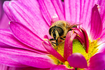 the bee collects pollen sitting on a flower