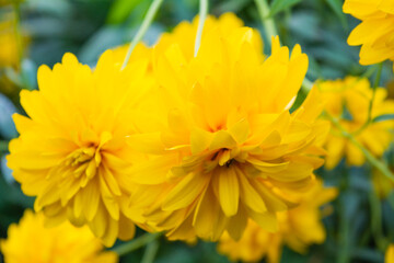 Bright yellow perennial Golden Glow, Rudbeckia laciniata double-flowered plant