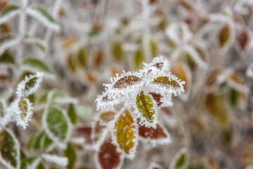 Natural winter background with frozen colorful leaves in the garden, macro image with selective focus