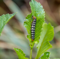 A colorful destructive garden pest the lily borer caterpillar 