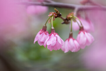 桜の花　春のイメージ
