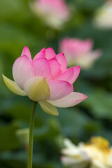 Obraz premium 蓮の花 夏のイメージ