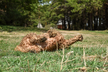 Dog Cocker Spaniel rests on grass