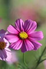 Fototapeta premium ピンクのコスモス