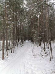 winter forest in the snow