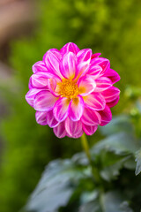 Obraz premium ダリアの花