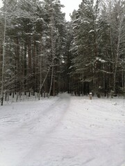 snow covered road in the forest
