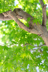 緑のモミジ　初夏のイメージ