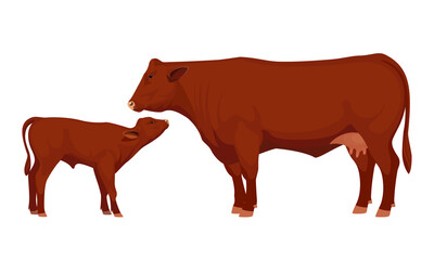 Farm animal - Cow with Calf. Santa Gertrude - The Best Beef Cattle Breeds. Vector Illustration.