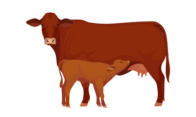 Farm animal - Cow with Calf. Santa Gertrude - The Best Beef Cattle Breeds. Vector Illustration.