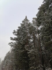 snow covered trees
