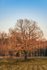 Fototapeta na wymiar Old oak on sunrise in winter on sunny morning.