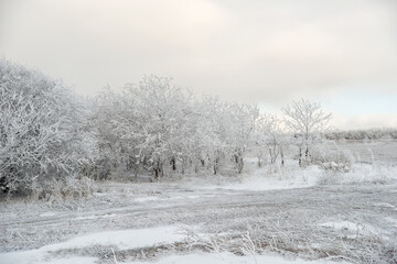 Snowy tree in the field.