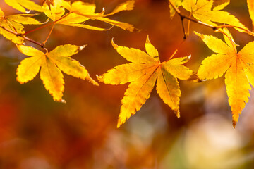 紅葉　秋のイメージ