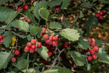 Hawthorn (Crataegus sp.) in park