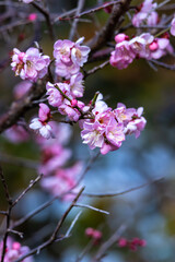 紅梅　初春の日本のイメージ