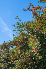 Fototapeta premium Hawthorn (Crataegus sp.) in park