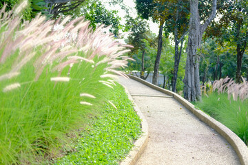 Fototapeta na wymiar walkway beside grass flower field on hill