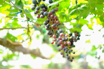 growing grape fruit plant tree in vineyard farm