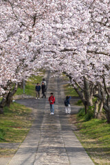 Fototapeta premium 桜のアーチ 春のイメージ