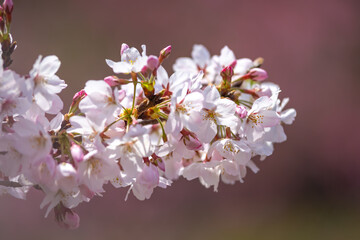 桜の花　春のイメージ