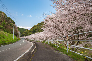 桜の花　春のイメージ