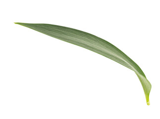 Green lily leaf on white background