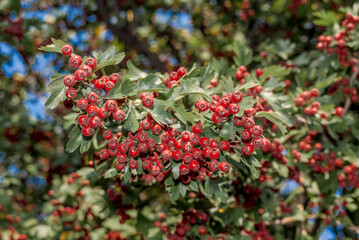 Obraz premium Hawthorn (Crataegus sp.) in park