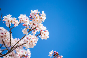 桜の花　春のイメージ