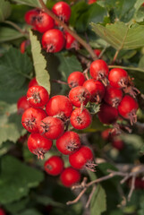 Hawthorn (Crataegus sp.) in park