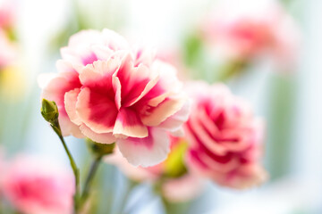 カーネーションの花