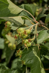 Hawthorn (Crataegus sp.) in park