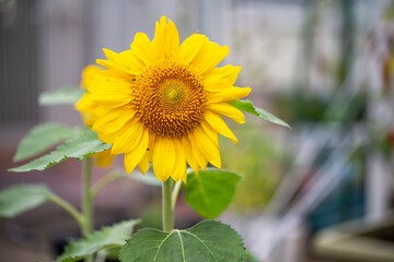 ひまわりの花　夏のイメージ