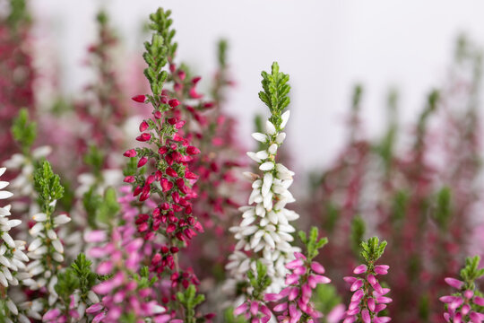 Calluna flowers (heather) on white background