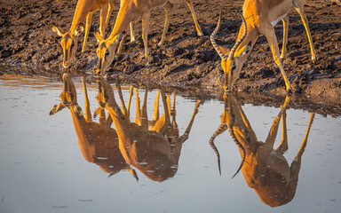 Black faced impala (Aepyceros melampus petersi) group of three drinking from a well - obrazy, fototapety, plakaty