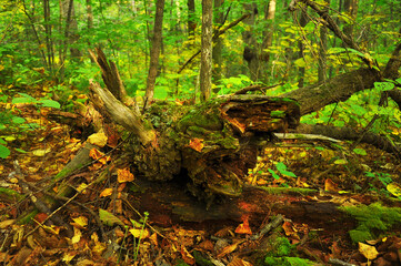 A piece of broken tree in autumn forest. Vladivostok, Russia