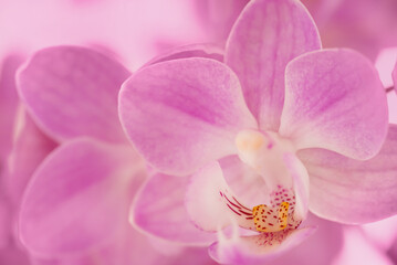 Close up of a pastel pink Phalaenopsis (moth orchid) flower