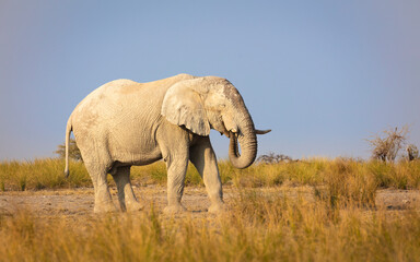 Fototapeta na wymiar African Elephant (Loxodonta africana) colored white after a mud bath in white clay