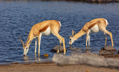 Springbok (Antidorcas marsupialis) group of two drinking from a well