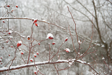 Hawthorn berries on a branch under the snow